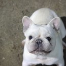 넥서스켄넬 이미지