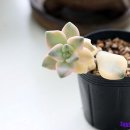 살구미농장 이미지