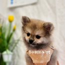 몽구리DOG 이미지