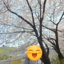 그늘막77 | 2026년 양재천 벚꽃 구경 다녀온 후기