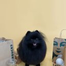 펫티즈 | 서울 연희동 강아지 미용 스파 펫티즈