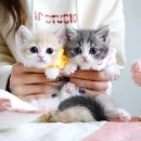 강남 고양이 분양 캣프렌즈 이미지