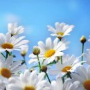 아로마캐모마일(Chamomile) 이완, 진정 땅의 사과~ 이미지