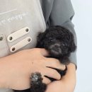 퍼피메이트 안심분양센터 동탄 강아지분양 이미지