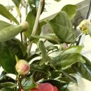 장미꽃핀집 이미지