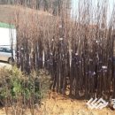 당진시산림조합