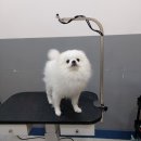 아름다울, 개 이미지