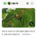 꼬꼬마 이미지