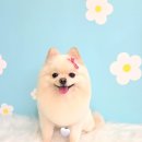 댕그루밍 이미지