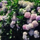 화순리 안덕생활체육관 이미지