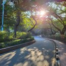 수봉공원(현충탑) | 수봉공원 야경 및 별빛축제 근황 (강아지 산책)