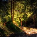 해뜨는 숲속 이미지