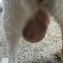 약초동물병원 이미지