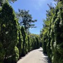 연원농장 | 충남 태안｜청산수목원, 실시간 핑크뮬리, 팜파스 축제