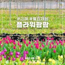 낙동농장 | 동네한바퀴 제360화 경상남도 김해시 김해 튤립농장 플라워팜팜 체험농장 예약방법