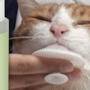 그루밍 영 이미지