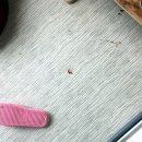 봉담우리애 동물병원 이미지