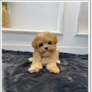 하이퍼피 | 부산강아지 소수의 아가들로 체계적인 케어샵 하이퍼피 방문 후기