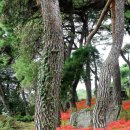 용월리지석묘군 이미지