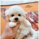 퍼피애견샵 이미지