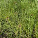 서울파피루스 이미지