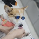 양주 센트럴 동물병원 | 양주센트럴 동물병원 레이저시술과 귀진료 넵트라 후기