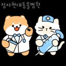 정자현대동물병원 네이버블로그