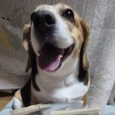 누리댕댕 이미지