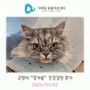 우성동물병원 | 철산동 동물병원) 고양이 "겨울" 건강검진 후기 (다낭성 신장병(PKD), 염증성 장 질환 (IBD), 치아...