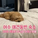 강아지 그리다 | [전남 여수] 애견동반 숙소 비교! 그리다 리조트 vs 유탑 마리나 호텔 리얼 후기