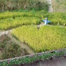 섬바다향기 이미지