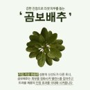 팜메이드