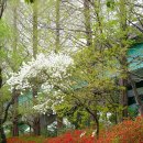 임실덕천리가침박달군락 | 가침박달나무