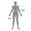 신장(Kidney) 이미지