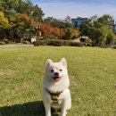 마이멍멍 이미지