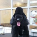 개미애견미용실 이미지