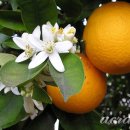 느린 달팽이 이미지