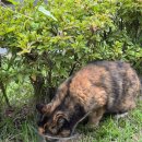 은행나무자동차공업사 | 양평 용문사 템플스테이 후기｜여름 산사에서 보낸 조용한 1박 2일