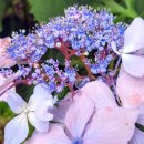 고흥-10호 이미지