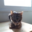 냥이의꿈 이미지