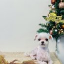 엘로이펫(L.ROYpet) 이미지