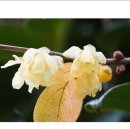 노안초등학교 이미지