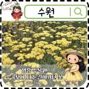 수원놀거리 영흥수목원 입장료 비오는날 힐링 산책 수국 톱풀 후기