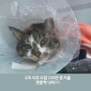 3월 인스타 일기(군산 여행, 고양이 수술비, 만성 표재성 위염, 갤럭시 아이폰 고민, 다리미 구입)