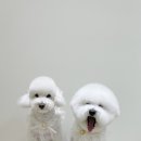 송댕송댕 이미지