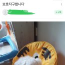 여섯째 임신해서 강아지 파양하는 인간 이미지