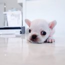 애견매니아 이미지