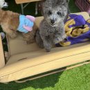 도그프렌즈 이미지