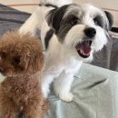 하울팟 한남점 이미지