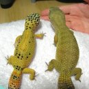 레오파드 Daum카페